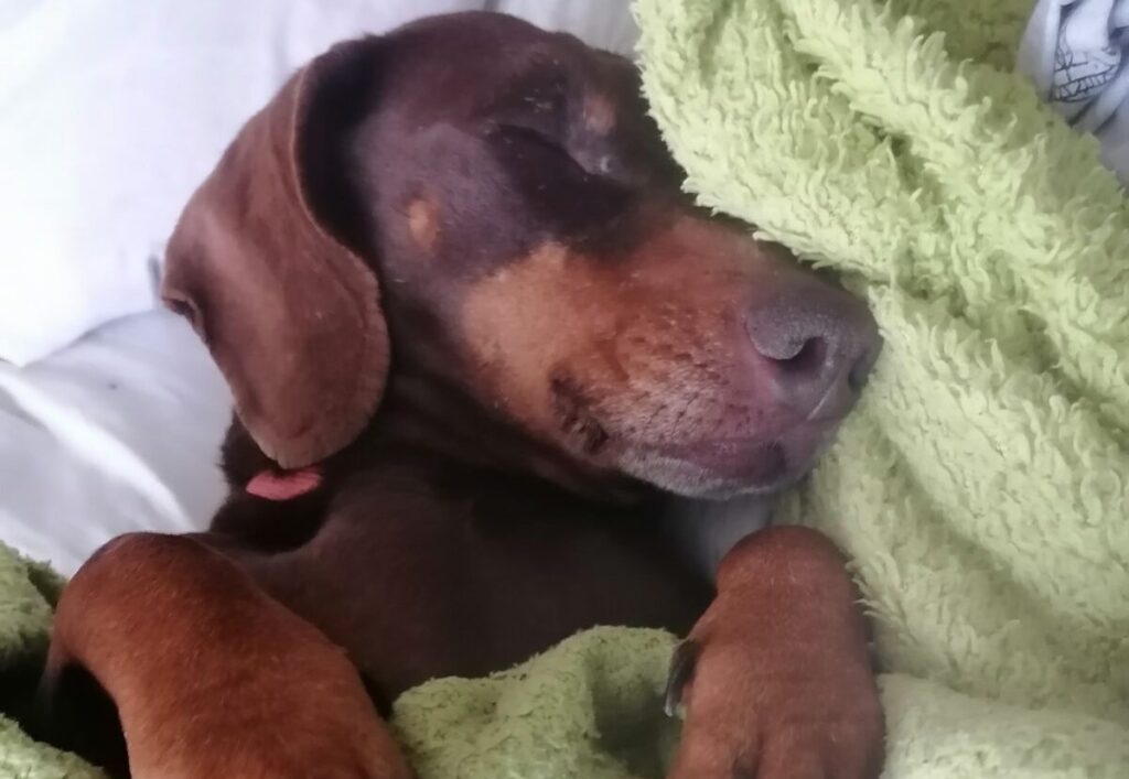 dachshund burrowing under blanket while sleeping