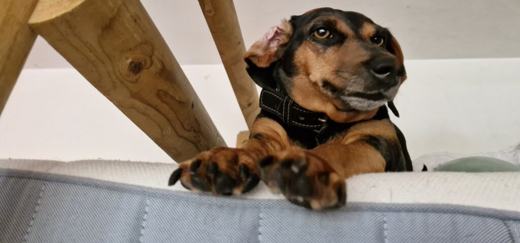 dachshund jumping off bed preparing to jump down