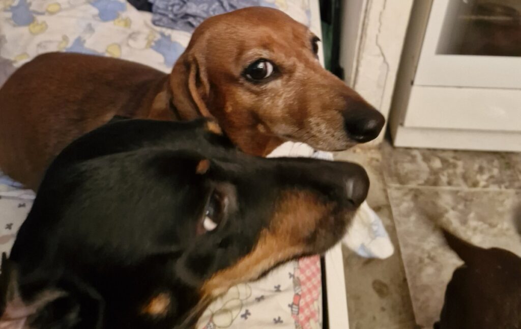 Dachshund standing on the edge of a bed preparing to jump down