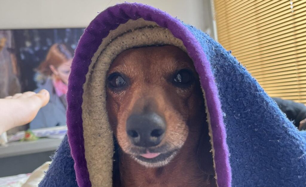 dachshund sensitive to cold wrapped in blanket indoors