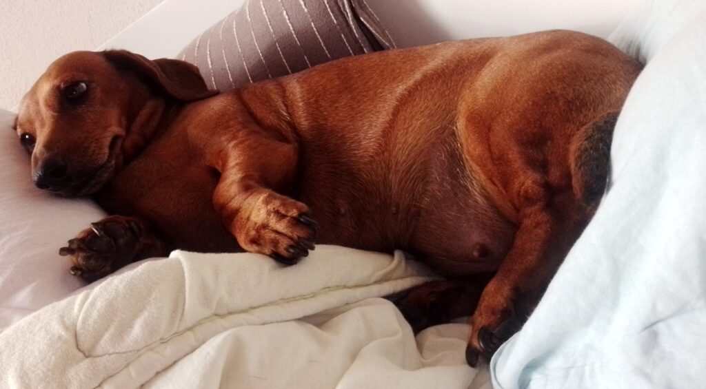 how to lift a dachshund safely – dachshund resting with straight spine